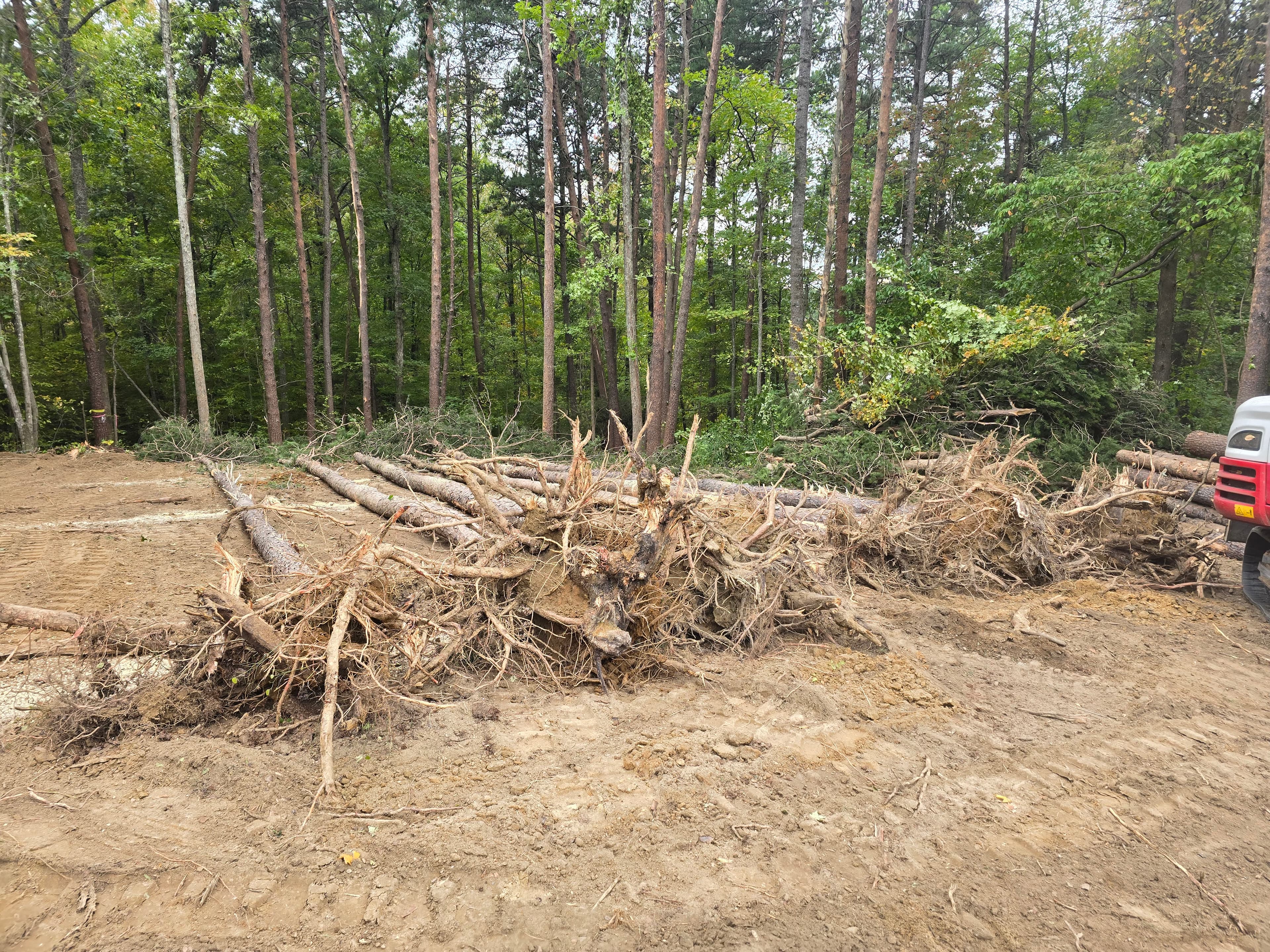Fallen tree stumps and roots in a cleared forest area ready for landscaping.