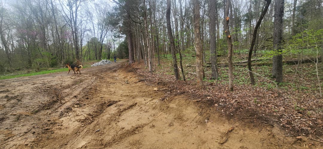 Dog standing on dirt path in wooded area with trees and vegetation.